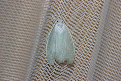 Nymphostola galactina