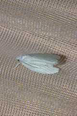Nymphostola galactina