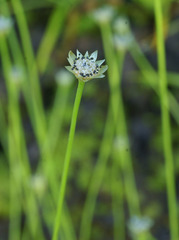 Eriocaulon decemflorum