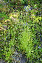 Eriocaulon decemflorum