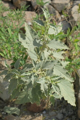 Chrozophora oblongifolia