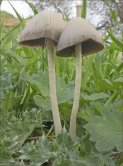 Psathyrella longipes image