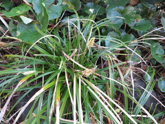 Carex wahuensis