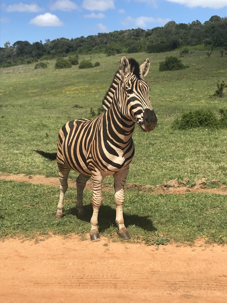 Plains Zebra from Ngulube Loop, Kirkwood, EC, ZA on October 4, 2018 at