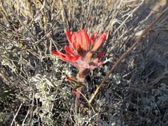 Castilleja chromosa