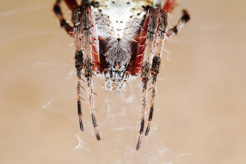 Red-femured Spotted Orbweaver