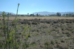 Leucadendron chamelaea