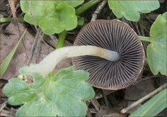 Psathyrella longipes image