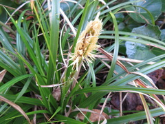 Carex wahuensis