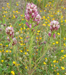 Castilleja densiflora densiflora
