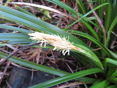 Carex wahuensis