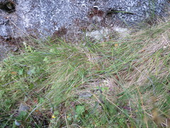 Stenostachys gracilis