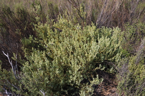 Kamiesberg Vexator (Vexatorella alpina)