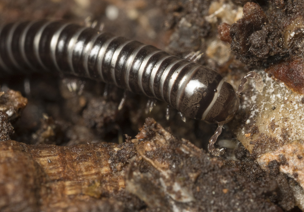Zinagon chilensis