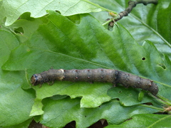 Catocala sponsa