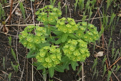 Euphorbia hylonoma