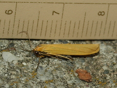 Eilema lutarella
