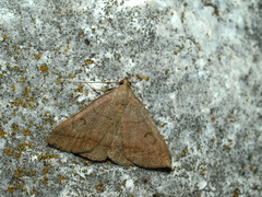 Zanclognatha lunalis