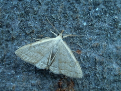 Pechipogo strigilata