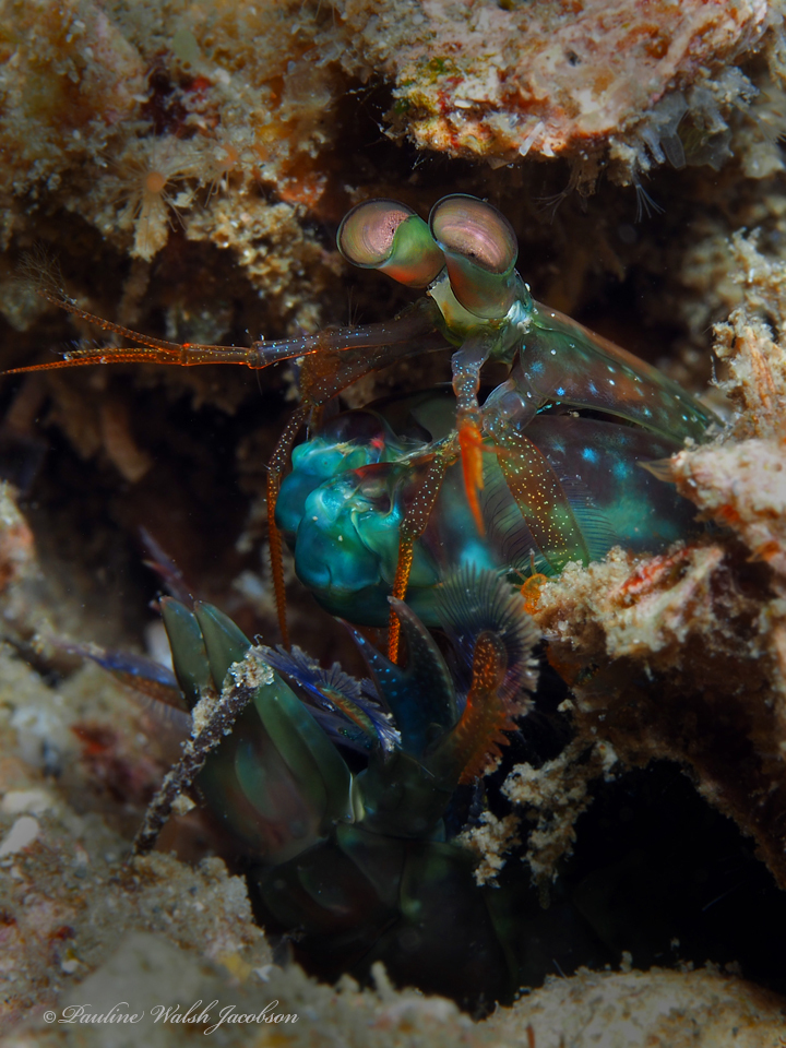 Caribbean Rock Mantis Shrimp