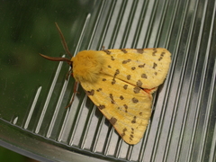 Diacrisia purpurata