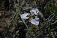 Moraea villosa
