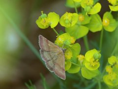 Phytometra viridaria