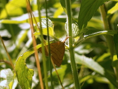 Polypogon tentacularia