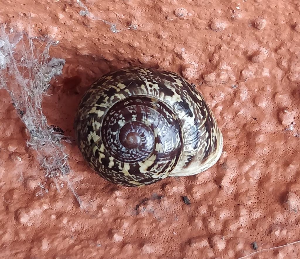 Hemicycla laurijona