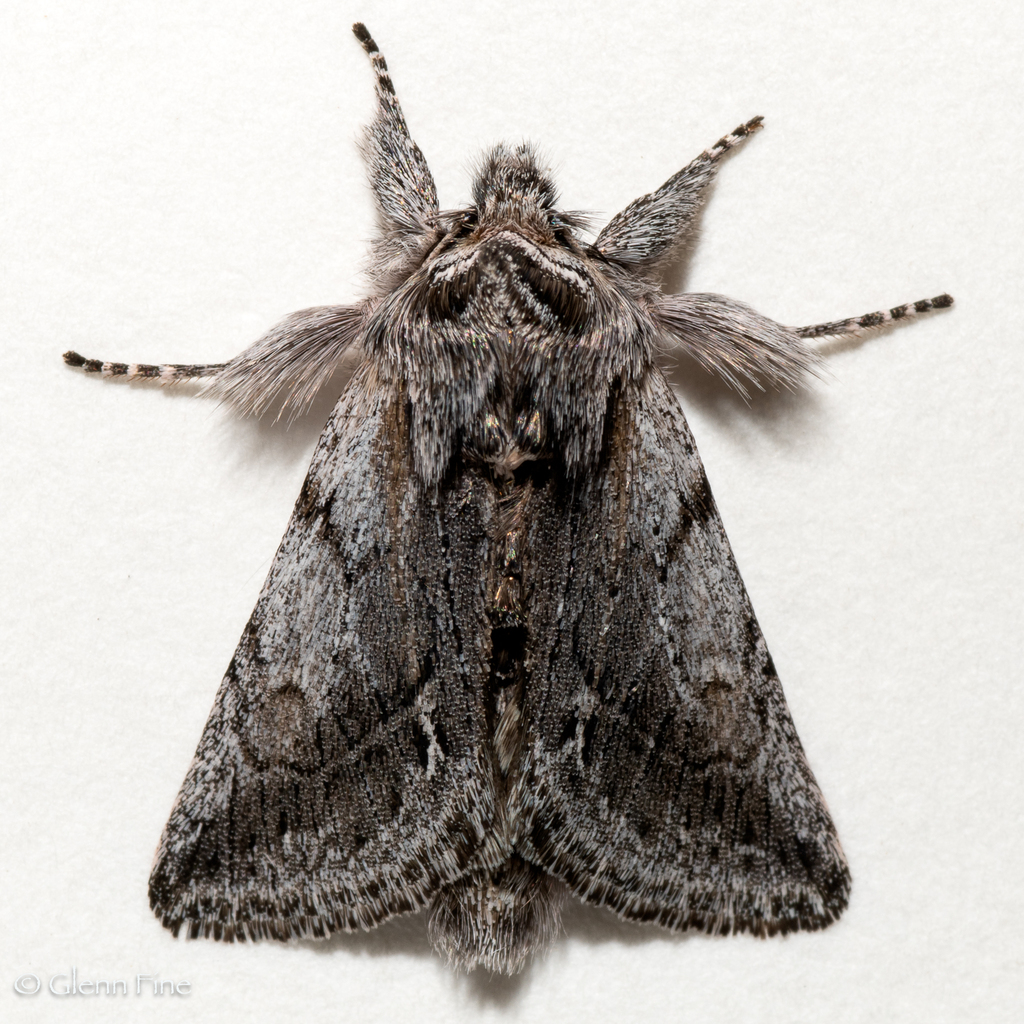Pleromelloida bonuscula