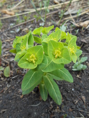 Euphorbia hylonoma