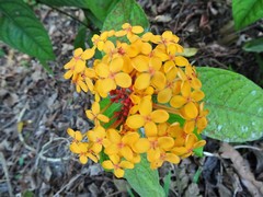 Ixora congesta