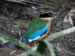 Pitta moluccensis