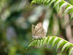 Junonia atlites atlites