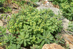 Euphorbia hylonoma