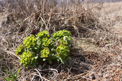 Euphorbia hylonoma