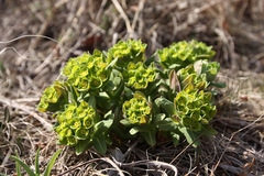 Euphorbia hylonoma