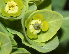 Euphorbia hylonoma