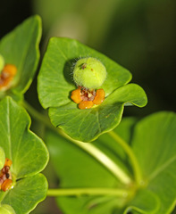 Euphorbia hylonoma