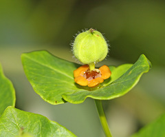 Euphorbia hylonoma