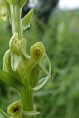 Platanthera convallariifolia