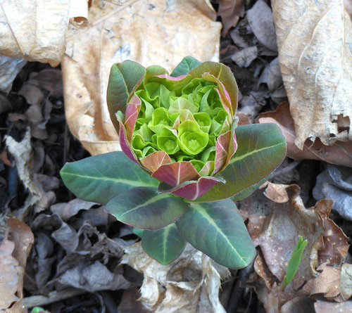 Euphorbia komaroviana