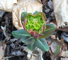 Euphorbia hylonoma