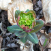 Euphorbia komaroviana - Photo (c) V.S. Volkotrub, some rights reserved (CC BY-NC), uploaded by V.S. Volkotrub