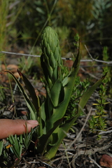 Disa physodes