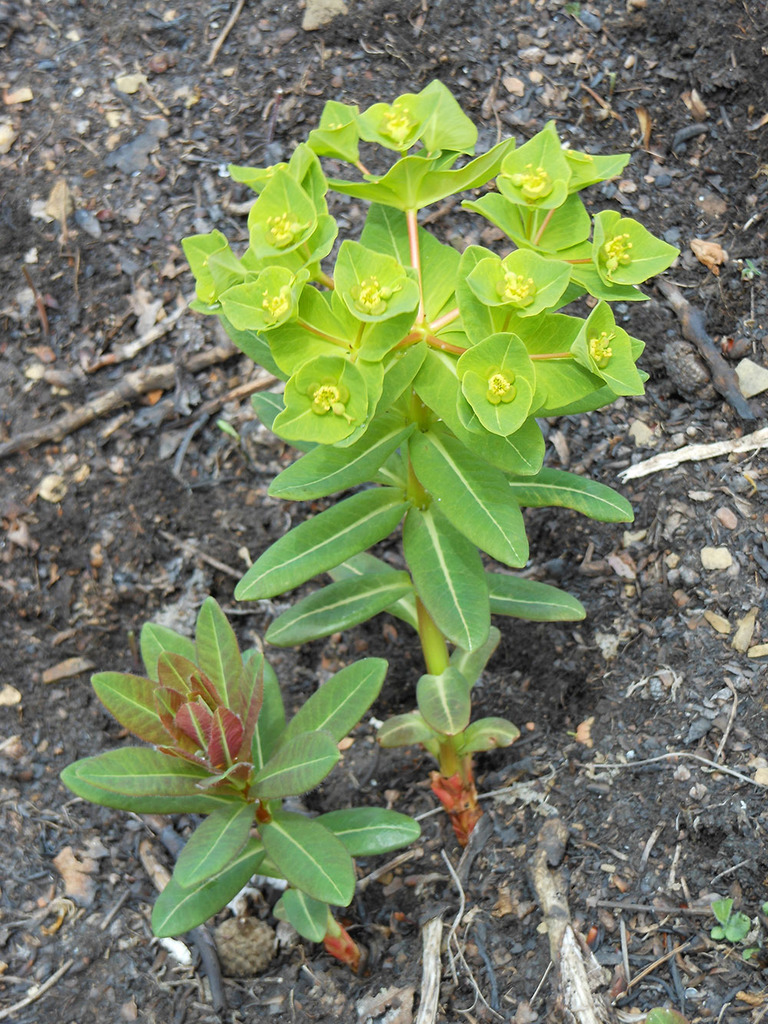 Euphorbia hylonoma