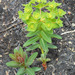 Euphorbia hylonoma - Photo (c) V.S. Volkotrub, vissa rättigheter förbehållna (CC BY-NC), uppladdad av V.S. Volkotrub