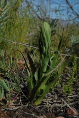 Disa physodes