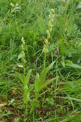Platanthera convallariifolia