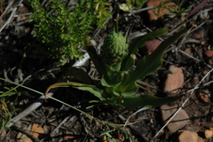 Disa physodes